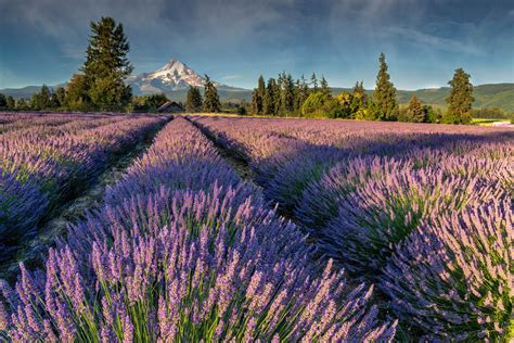  Lavender Fields Forever: The Tale of an Unlikely Friendship Between a Beekeeper and a Magical Flower?